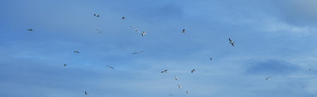 Ein Schwarm Möwen vor dunklen Wolken