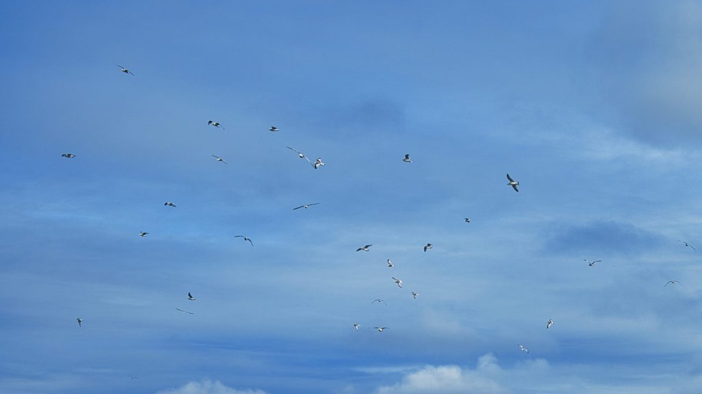 Ein Schwarm Möwen vor dunklen Wolken
