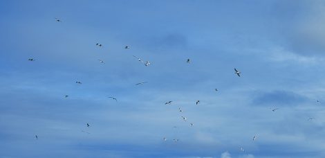 Ein Schwarm Möwen vor dunklen Wolken